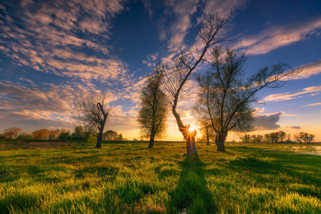 Обои картинки фото природа, восходы, закаты, облака, солнце, трава, деревья, небо