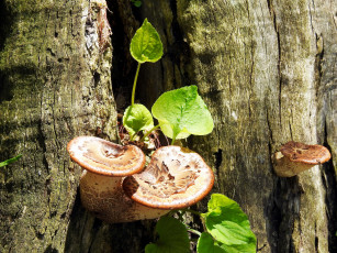 Картинка природа грибы листья стволы