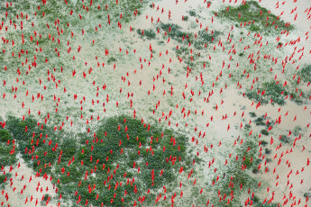 Картинка с+высоты+птичьего+полета животные птицы wallhaven бухта бразилия с высоты птичьего полета