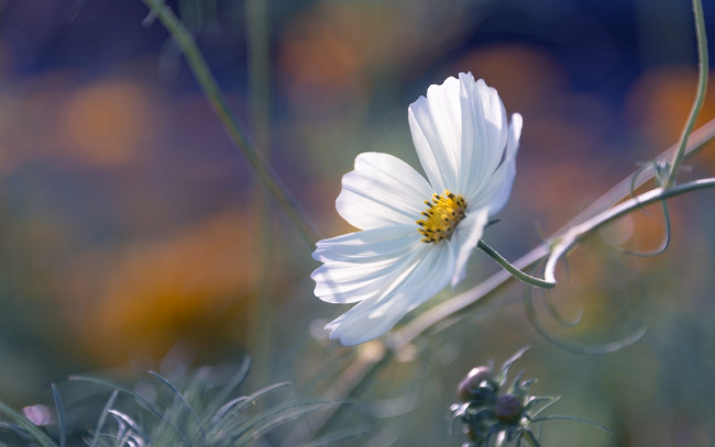 Обои картинки фото цветы, космея, белая, трава