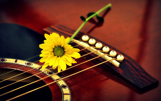 Обои картинки фото музыка, -музыкальные инструменты, цветок, гитара