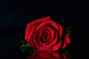 обоя цветы, розы, красная, роза, отражение, капли