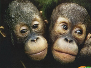 Картинка обезьянки животные обезьяны