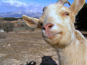 Картинка портрет животные козы