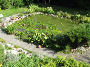 Картинка природа парк маленький пруд зелень водяные лилии дорожка