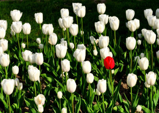 Картинка цветы тюльпаны белый красный много