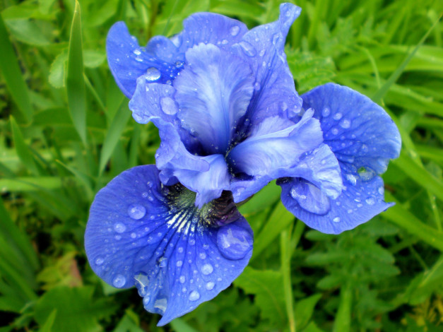 Обои картинки фото цветы, ирисы, синий, капли