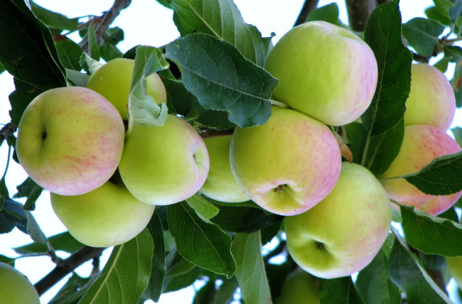 Обои картинки фото природа, плоды, ветка, яблоки, зеленый