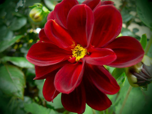 Картинка цветы георгины красный