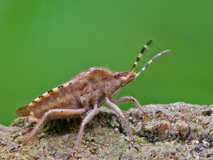 Картинка животные насекомые насекомое
