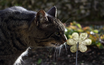 Картинка животные коты цветок
