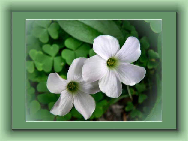 Обои картинки фото цветы, белый, зеленый