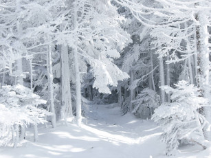 Картинка природа лес сугробы зима снег деревья