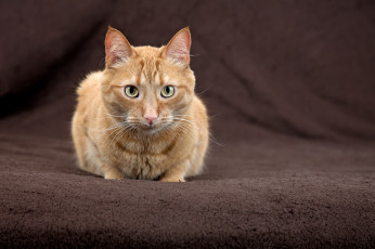 Картинка животные коты морда кот рыжий
