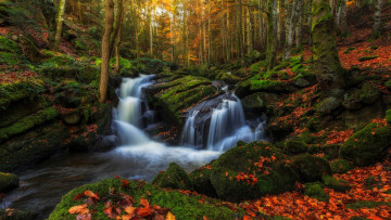 Картинка природа водопады ручей листва деревья лес мох камни вода потоки осень овернь регион франция