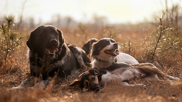 Картинка животные собаки друзья лето