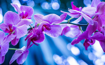 Картинка цветы орхидеи орхидея макро ветка экзотика