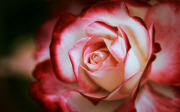 Картинка цветы розы макро лепестки роза