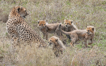 Картинка животные гепарды детёныши семейка материнство котята