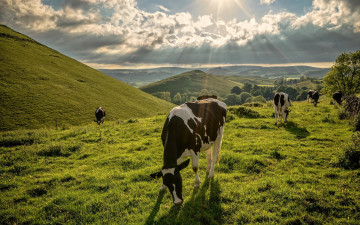 Картинка животные коровы +буйволы луг пастбище природа пейзаж лучи холмы