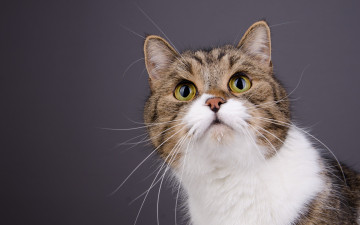 Картинка животные коты мордочка кошка портрет усы кот