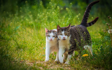 Картинка животные коты прогулка парочка мы с тамарой ходим парой кот кошка