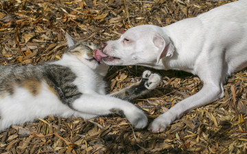 обоя животные, разные вместе, дружба, друзья, собака, поцелуй, кошка, щенок, любовь