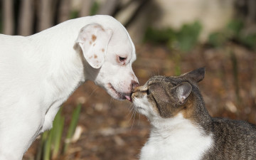 обоя животные, разные вместе, любовь, друзья, поцелуй, кошка, кот, щенок, собака