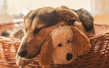 Картинка животные собаки игрушка морда сон спящая собака