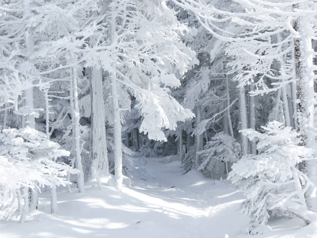 Обои картинки фото природа, лес, сугробы, зима, снег, деревья