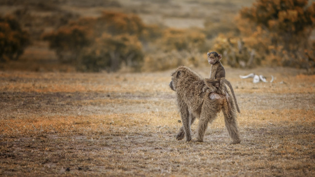 Обои картинки фото животные, обезьяны, детёныш, kenya, maasai, mara, pavian, taxi, кения, павиан, масаи-мара