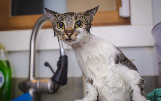 Обои картинки фото животные, коты, кот, душ, мокрый