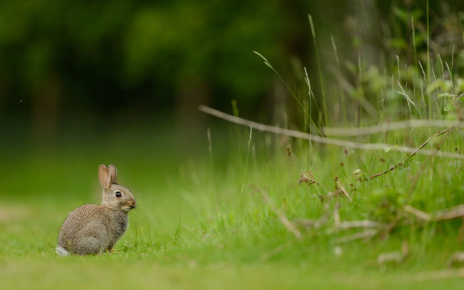 Обои картинки фото животные, кролики,  зайцы, лето, природа, кролик