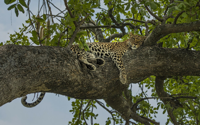 Обои картинки фото животные, леопарды, отдых, релакс, леопард, на, дереве, дерево