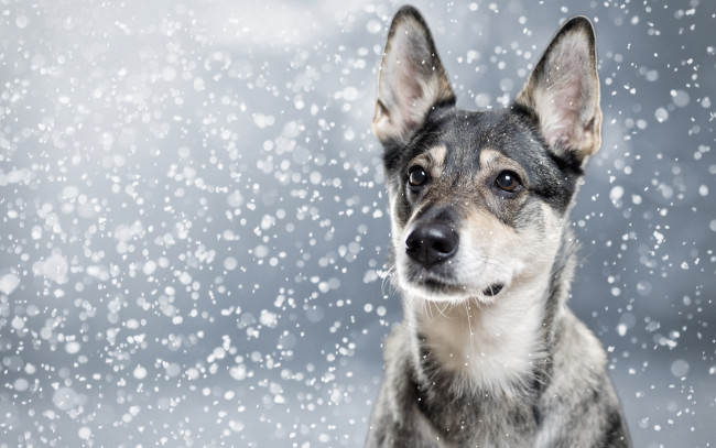 Обои картинки фото животные, собаки, морда, собака, портрет, снег, уши