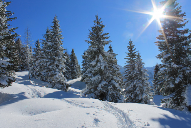 Обои картинки фото природа, зима, лес, лучи, солнце, следы, деревья, снег, небо