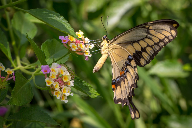 Обои картинки фото животные, бабочки,  мотыльки,  моли, лантана, крылья, цветы, бабочка