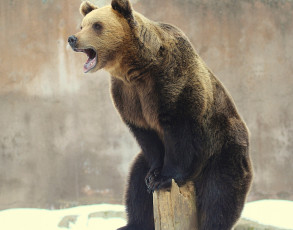 Картинка животные медведи бурый медведь