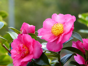 Картинка цветы камелии нежность цветение листья лепестки розовая бутон камелия