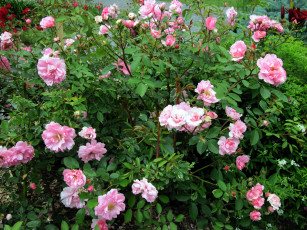 Картинка цветы розы куст розовый