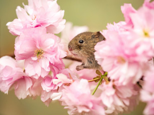 Картинка животные крысы +мыши мышь ветка цветы хвостик