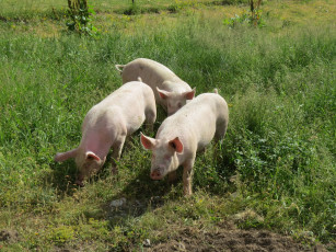 Картинка животные свиньи +кабаны поросята