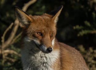 Картинка животные лисы хитра опасна шкура окрас шерсть лиса
