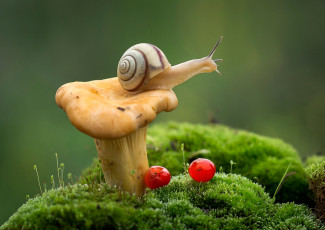 Картинка животные улитки макро улитка ягоды лисичка мох гриб