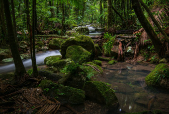 Картинка австралия природа лес деревья вода