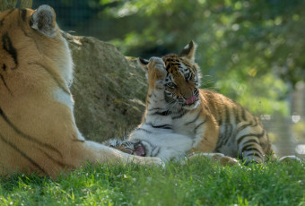 Картинка животные тигры кошка амурский тигр отдых