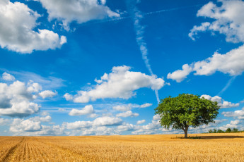 Картинка природа деревья поле небо дерево облака