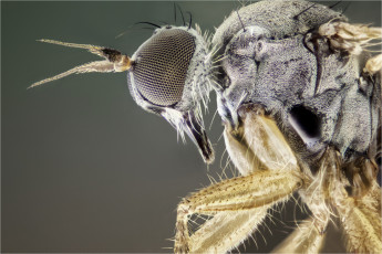 Картинка животные насекомые макро