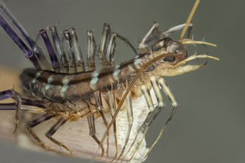 Картинка животные насекомые насекомое макро