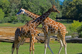 Картинка животные жирафы окрас жираф рисунок животное